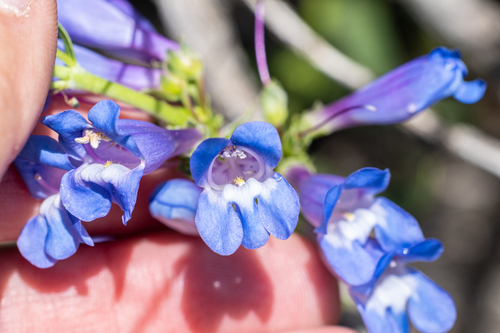 Blue beardtongue (Penstemon cyaneus)