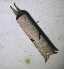 Pilostibes stigmatias