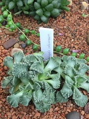 Cirsium calcareum