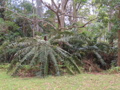 Lepidozamia peroffskyana