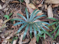 Lepidozamia peroffskyana