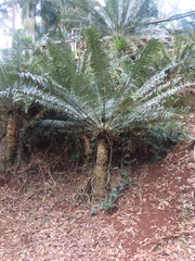 Lepidozamia peroffskyana
