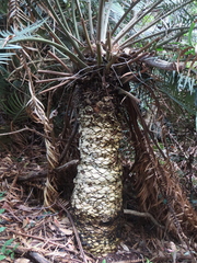 Lepidozamia peroffskyana