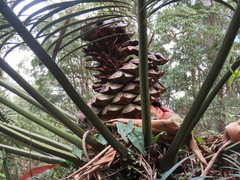 Lepidozamia peroffskyana