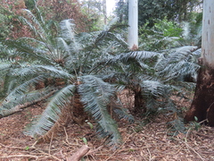 Lepidozamia peroffskyana