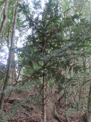 Araucaria bidwillii