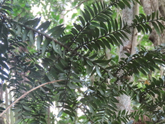 Araucaria bidwillii