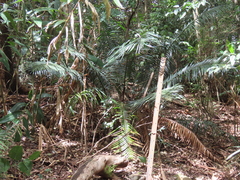 Lepidozamia peroffskyana