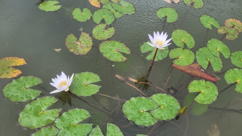 Meghalaya Red Waterlily (Nymphaea ×)