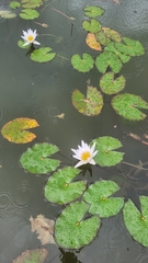 Nymphaea × daubenyana, photograph Camilo Segura, CC BY, iNaturalist via GBIF