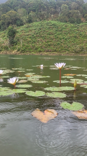 Nymphaea × daubenyana, photograph 4