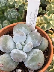 Pachyphytum oviferum