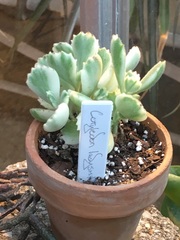 Cotyledon tomentosa