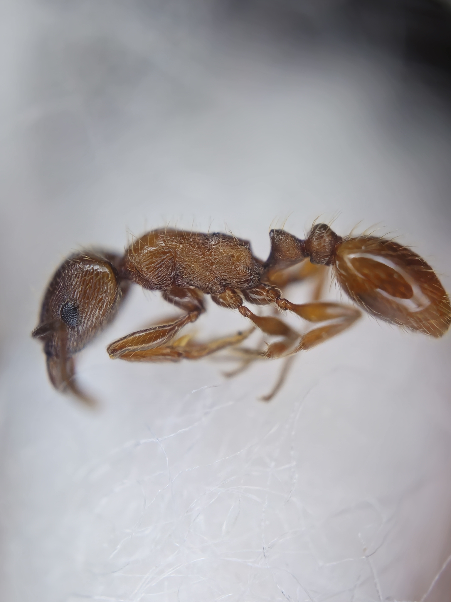 Strongylognathus kratochvili