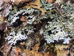 Heterodermia neglecta