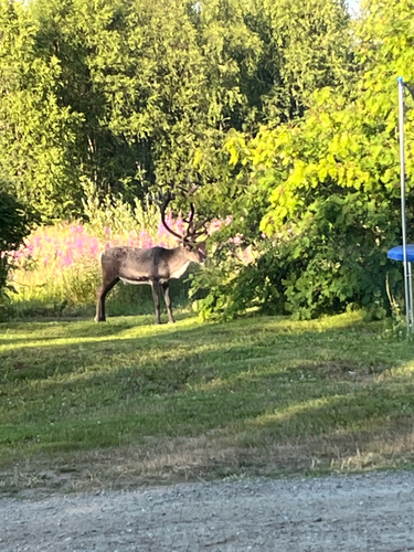 Domestic Reindeer