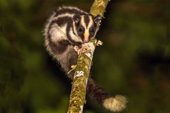 Striped Possum photo 2
