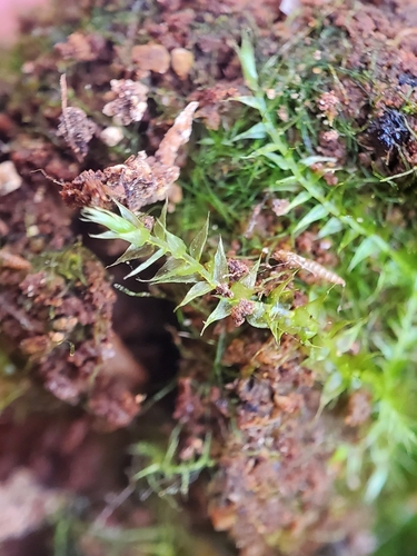 Hygroamblystegium humile, 2025-08-16