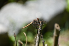 Orthemis nodiplaga