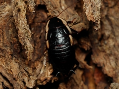 Drymaplaneta communis