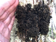 Leptogium laceroides