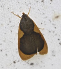 Prooedema inscisalis