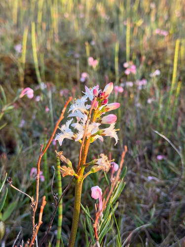 Bogbean