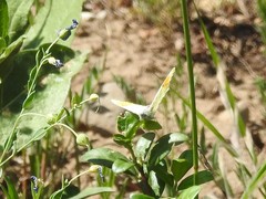 Anthocharis julia sulfuris