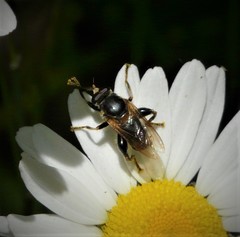 Teuchocnemis lituratus