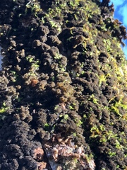 Leptogium laceroides