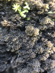 Leptogium laceroides