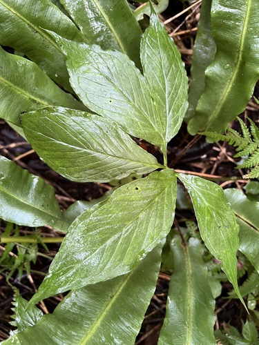 Arisaema sachalinense iNat (2)