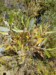Salix ligulifolia
