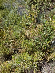 Salix ligulifolia
