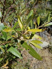 Salix ligulifolia