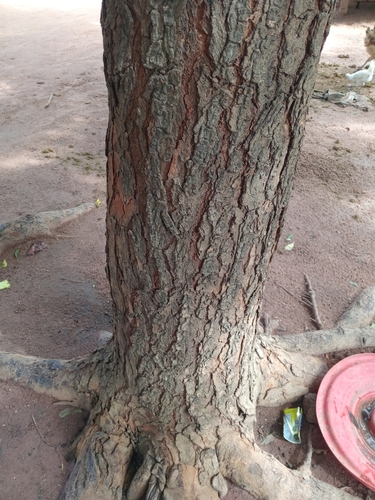 Neem