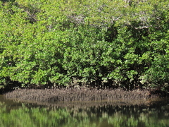 Aegiceras corniculatum