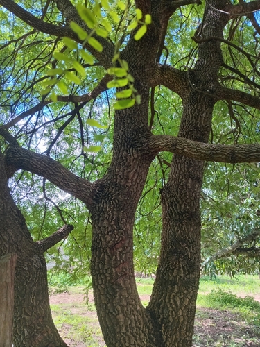 Tamarind
