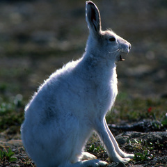 Lepus arcticus
