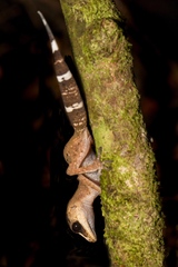 Carphodactylus laevis