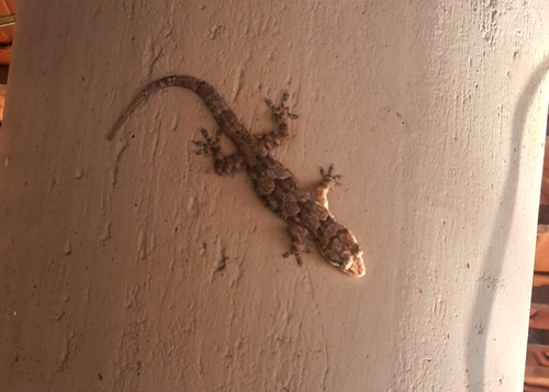 Tropical House Gecko