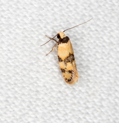 Euphiltra celeteria