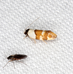 Euphiltra eroticella
