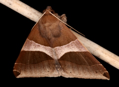 Dysgonia constricta