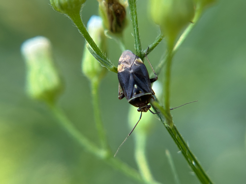 Tarnished plant bug