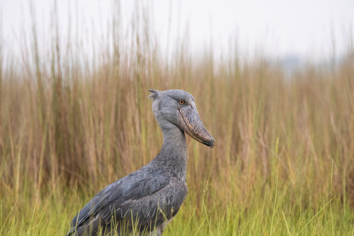 Shoebill