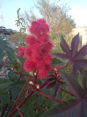 Ricinus communis