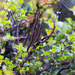 Calyptospora columnaris - Photo (c) Ken-ichi Ueda,  זכויות יוצרים חלקיות (CC BY), uploaded by Ken-ichi Ueda