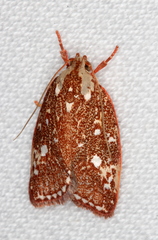 Euchaetis metallota