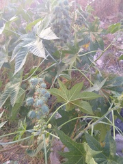 Ricinus communis